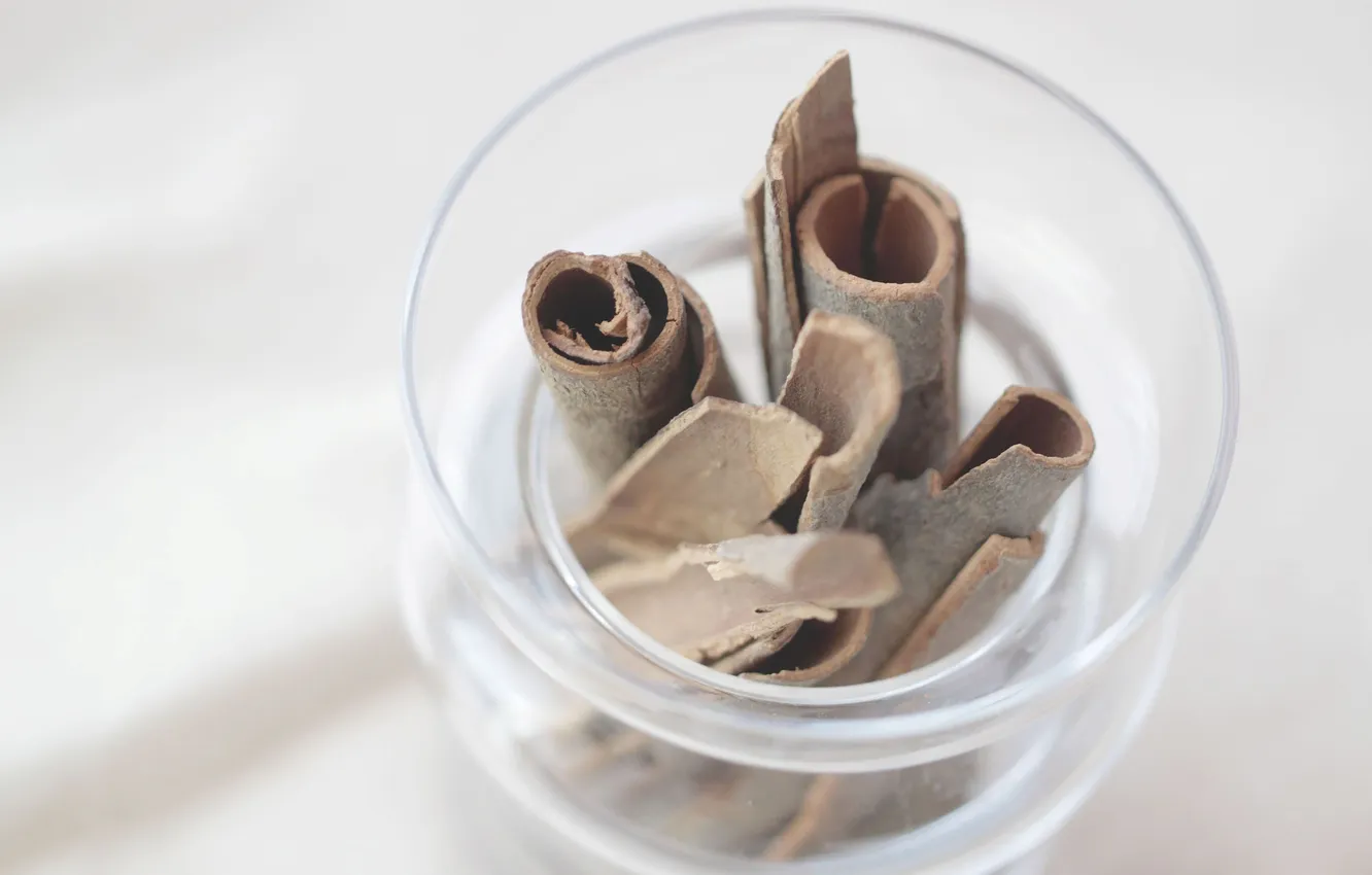 Photo wallpaper trees, glass, bark