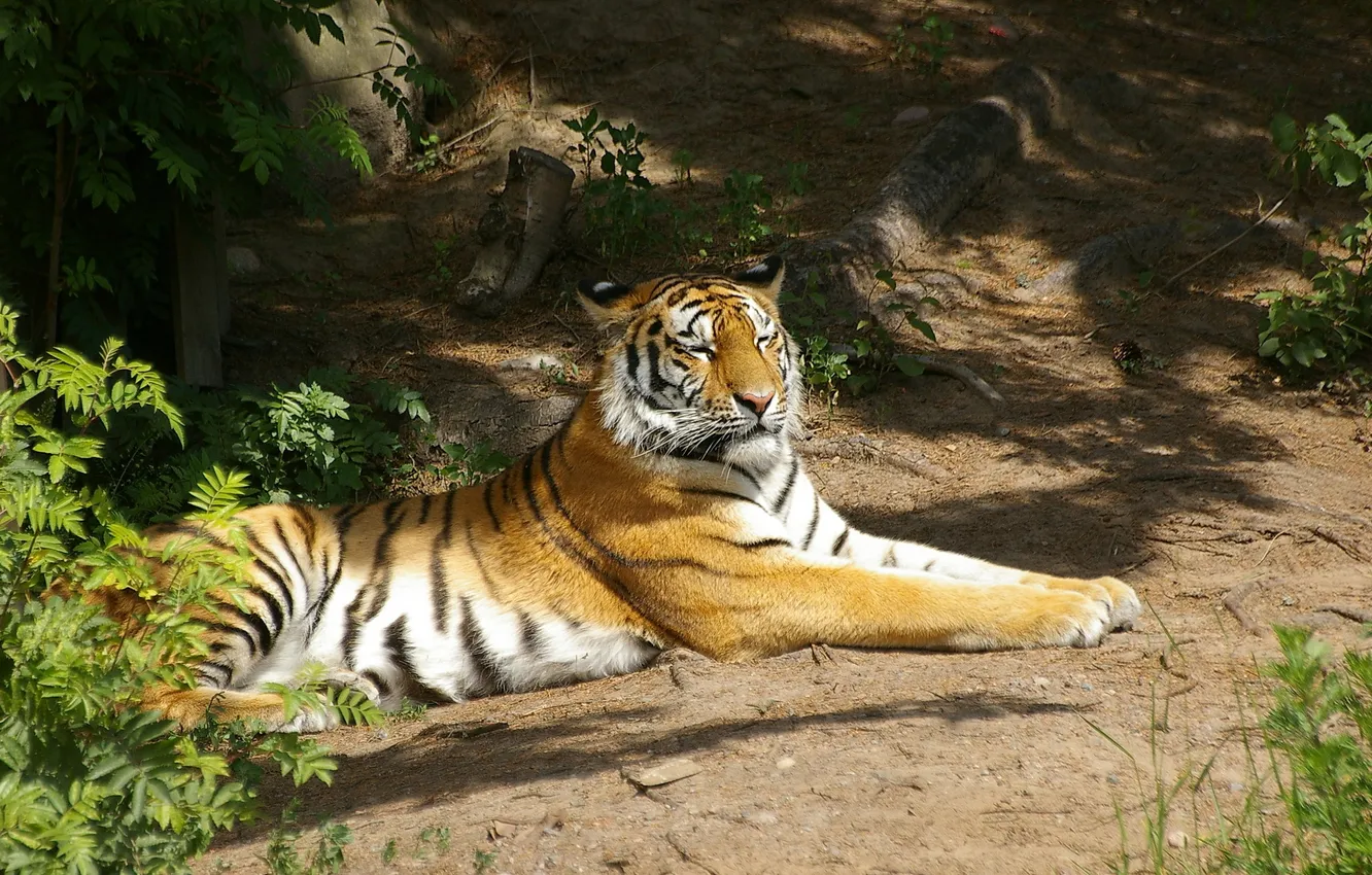 Photo wallpaper tiger, stay, predator, Amur