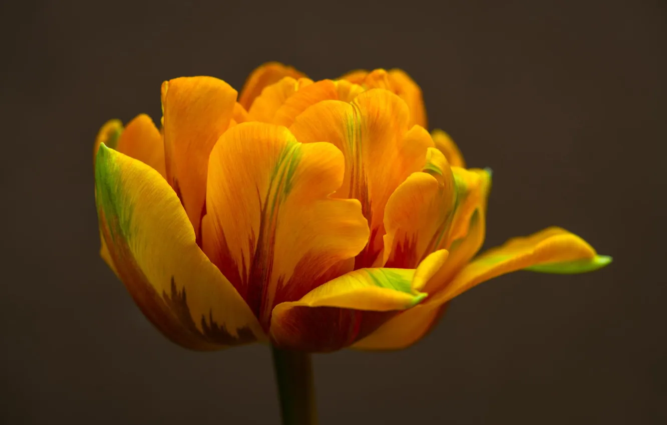 Photo wallpaper macro, yellow, tulips