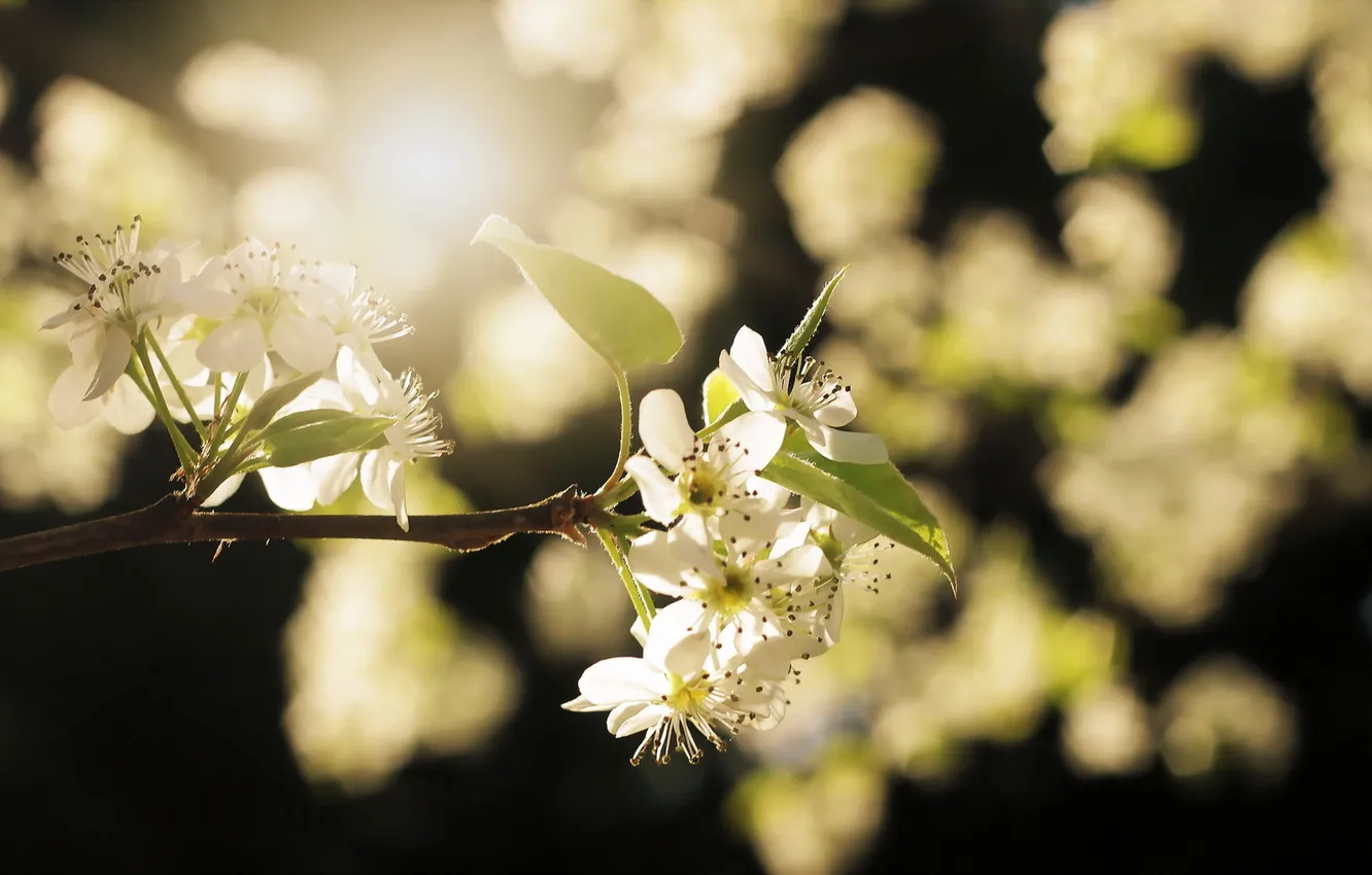 Photo wallpaper branches, nature, spring