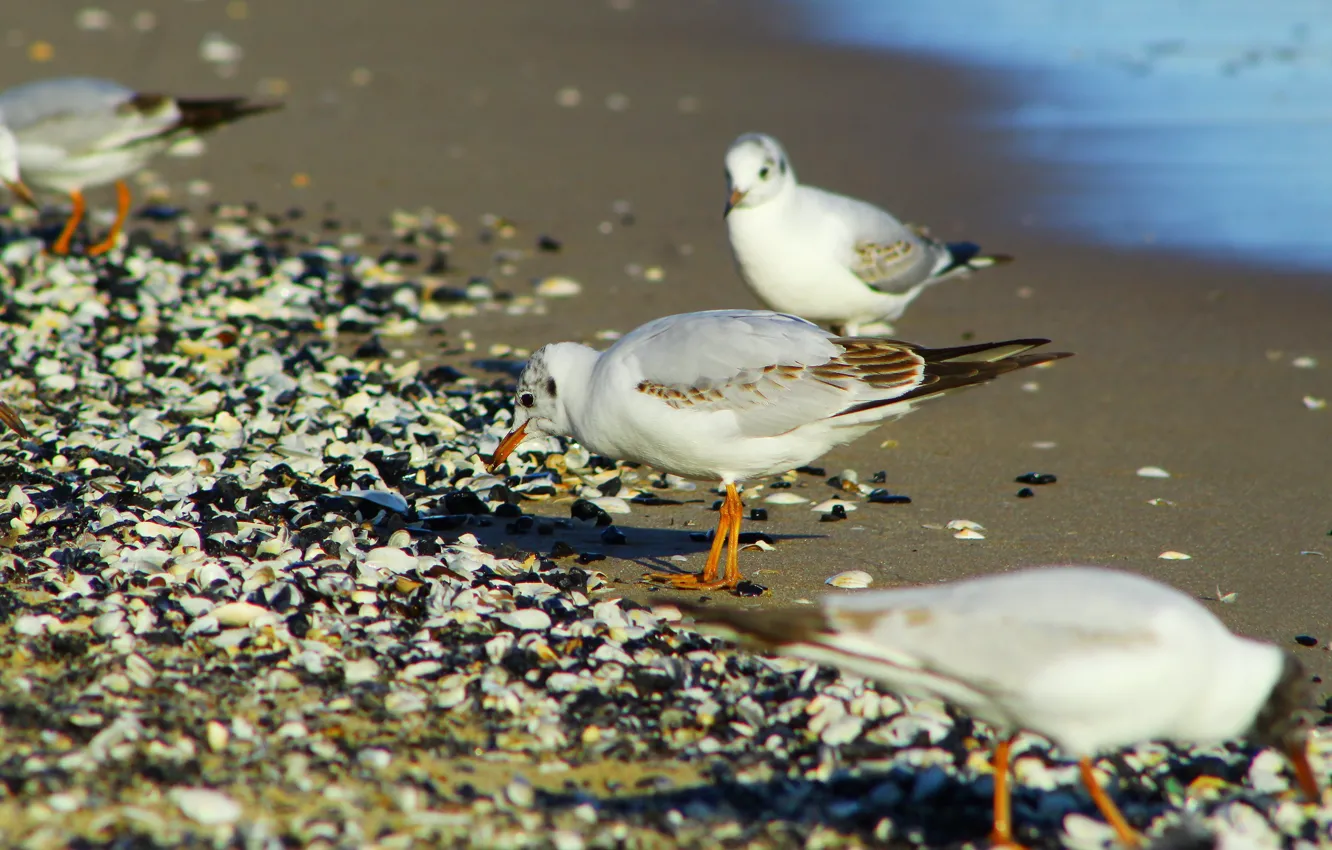Photo wallpaper beach, bird, seagull