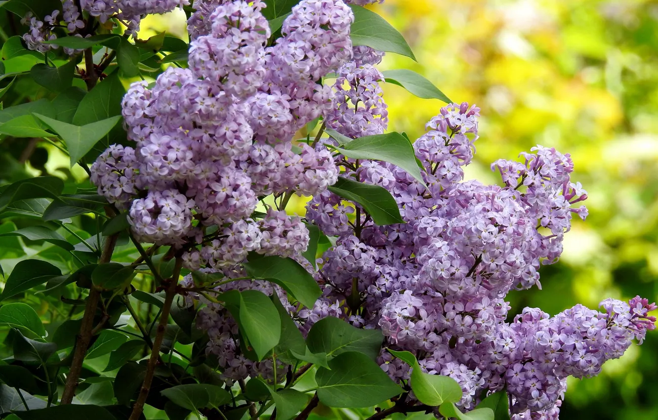 Photo wallpaper flowers, bouquet, spring, lilac