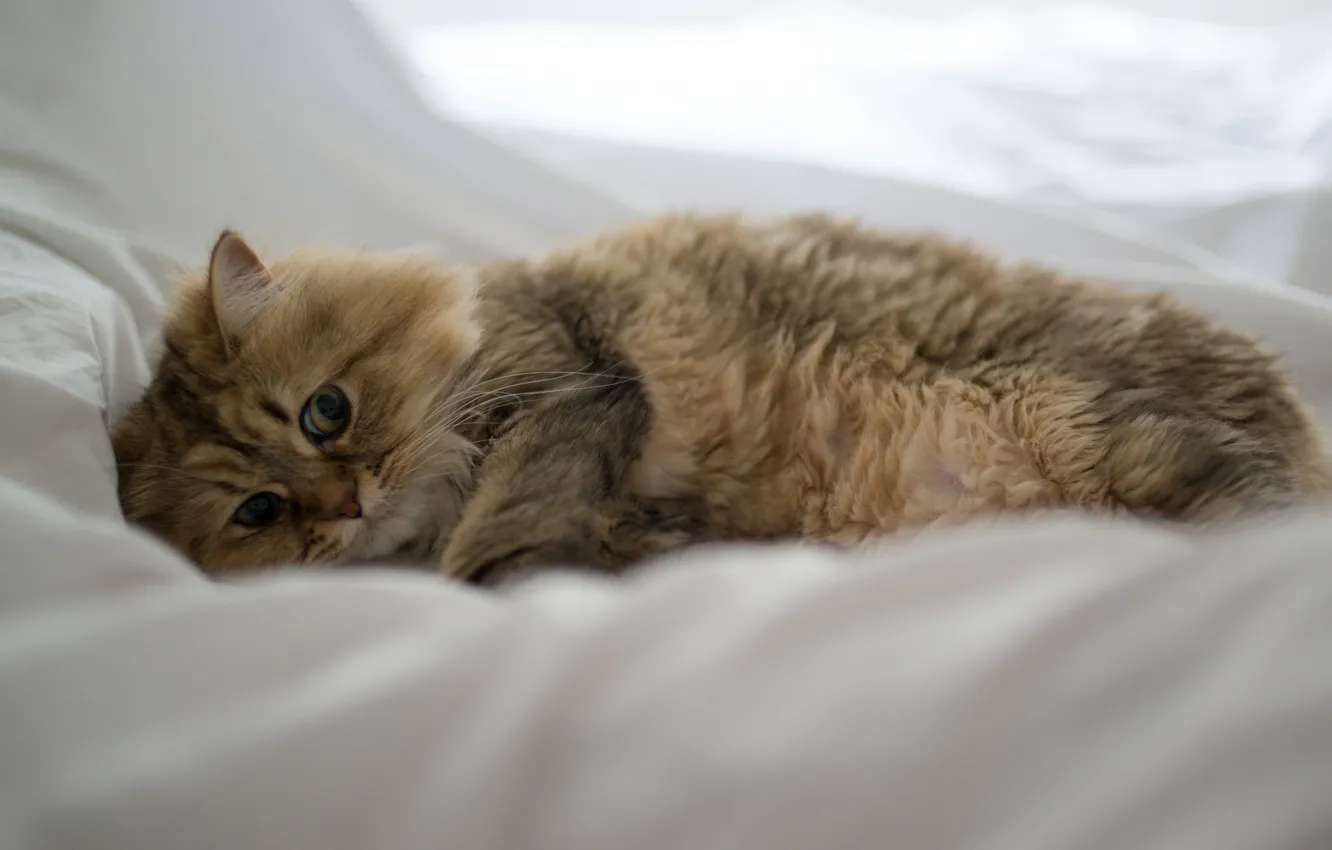 Photo wallpaper cat, bed, lying, Daisy, Ben Torode, Benjamin Torode