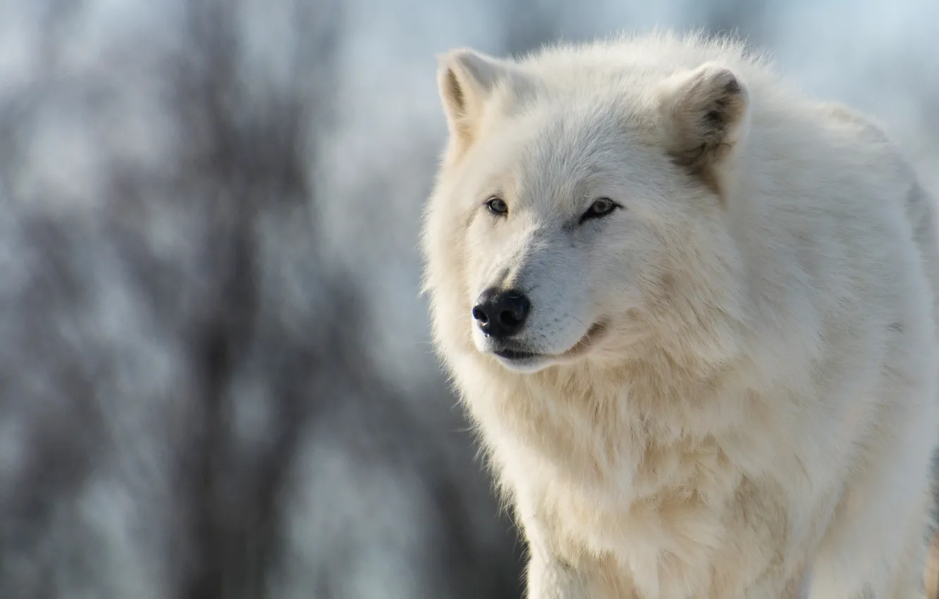 Photo wallpaper winter, animals, white, look, face, branches, nature, wolf