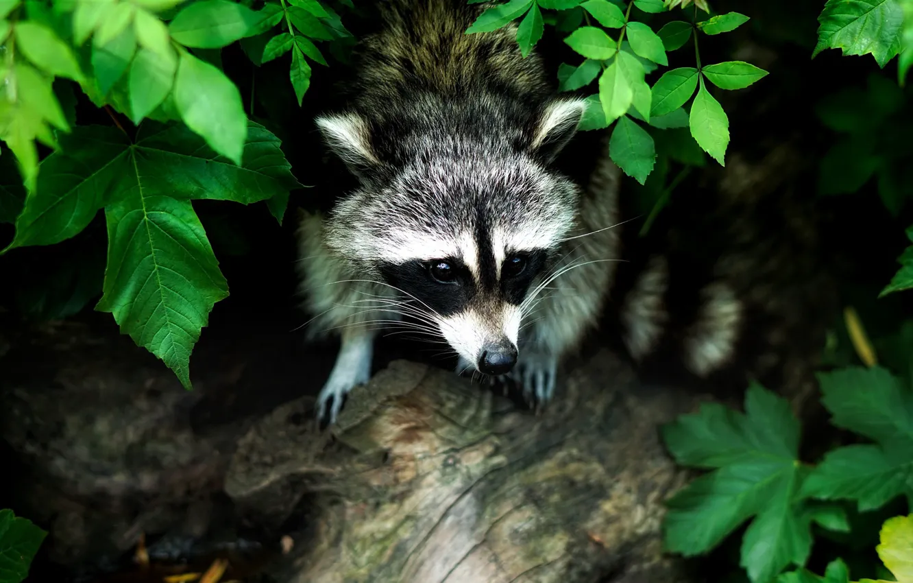 Photo wallpaper greens, summer, look, leaves, trees, stump, raccoon, face