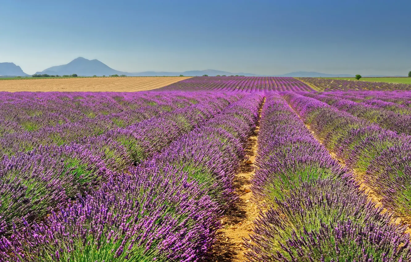 Photo wallpaper field, the sky, mountains, France, horizon, space, lavender, Valensole