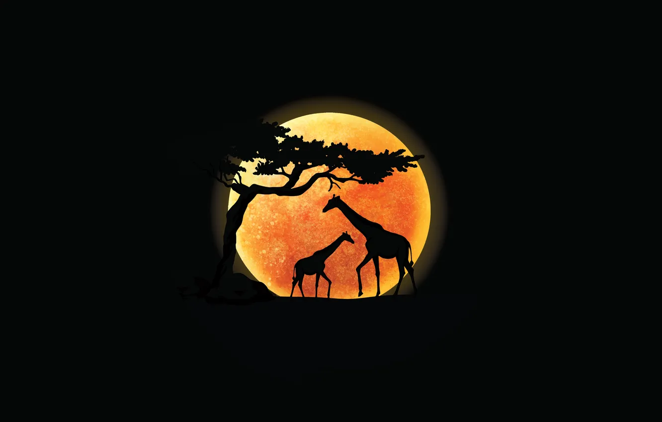 Photo wallpaper minimal, sunset, giraffe, black background, silhouette, minimalism