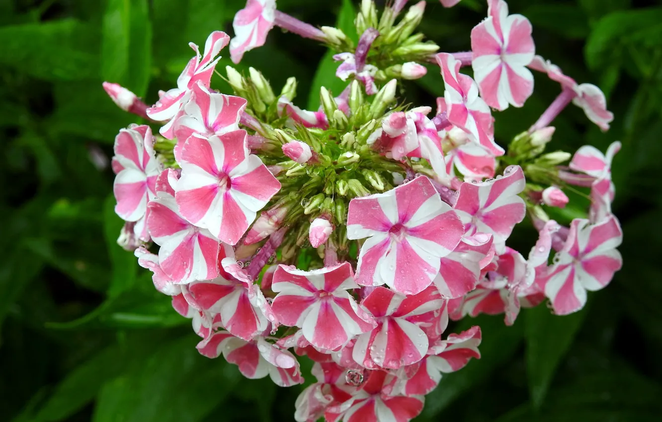 Photo wallpaper drops, striped, Phlox