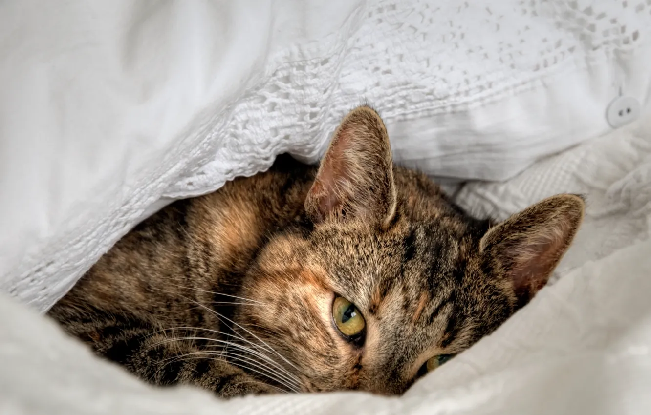 Photo wallpaper cat, cat, look, eyes, background, widescreen, Wallpaper, lies