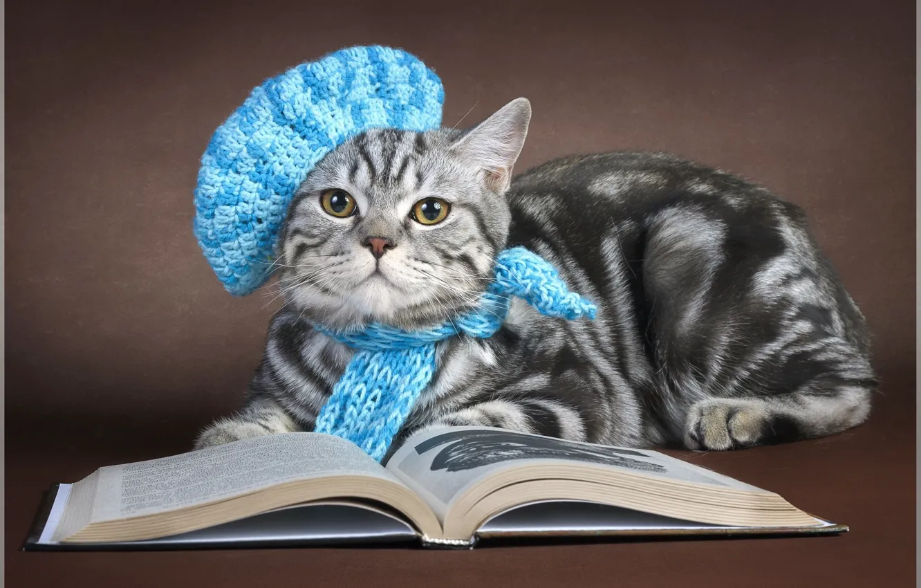 Photo wallpaper cat, look, cap
