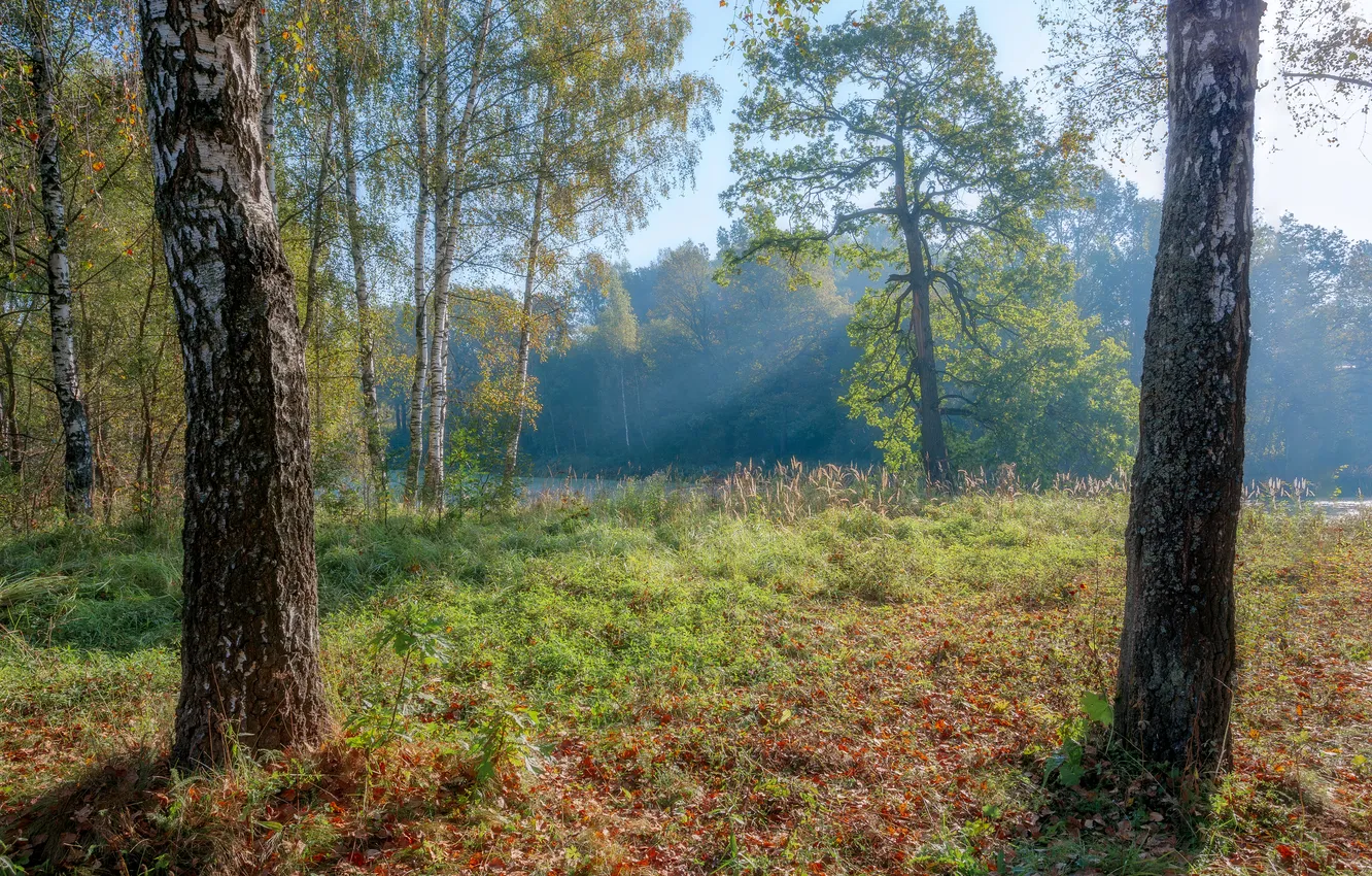 Photo wallpaper green, light, forest, trees