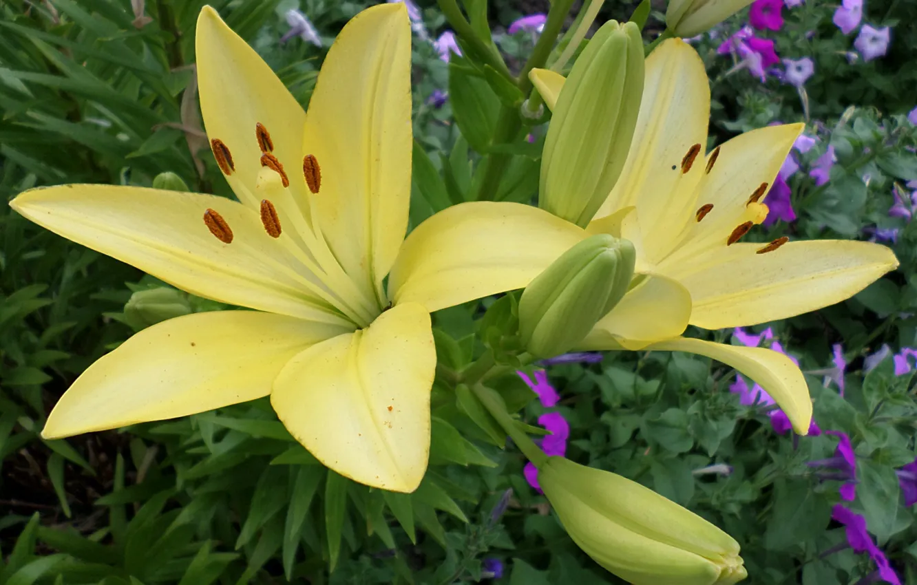 Photo wallpaper Lily, flowerbed, yellow