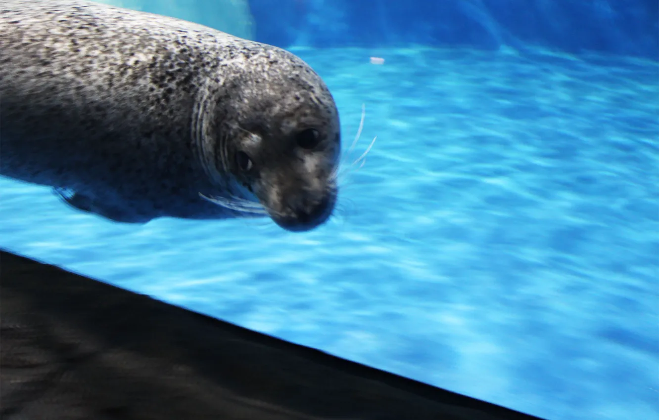 Photo wallpaper Sochi, Riviera, aquarium, little seal