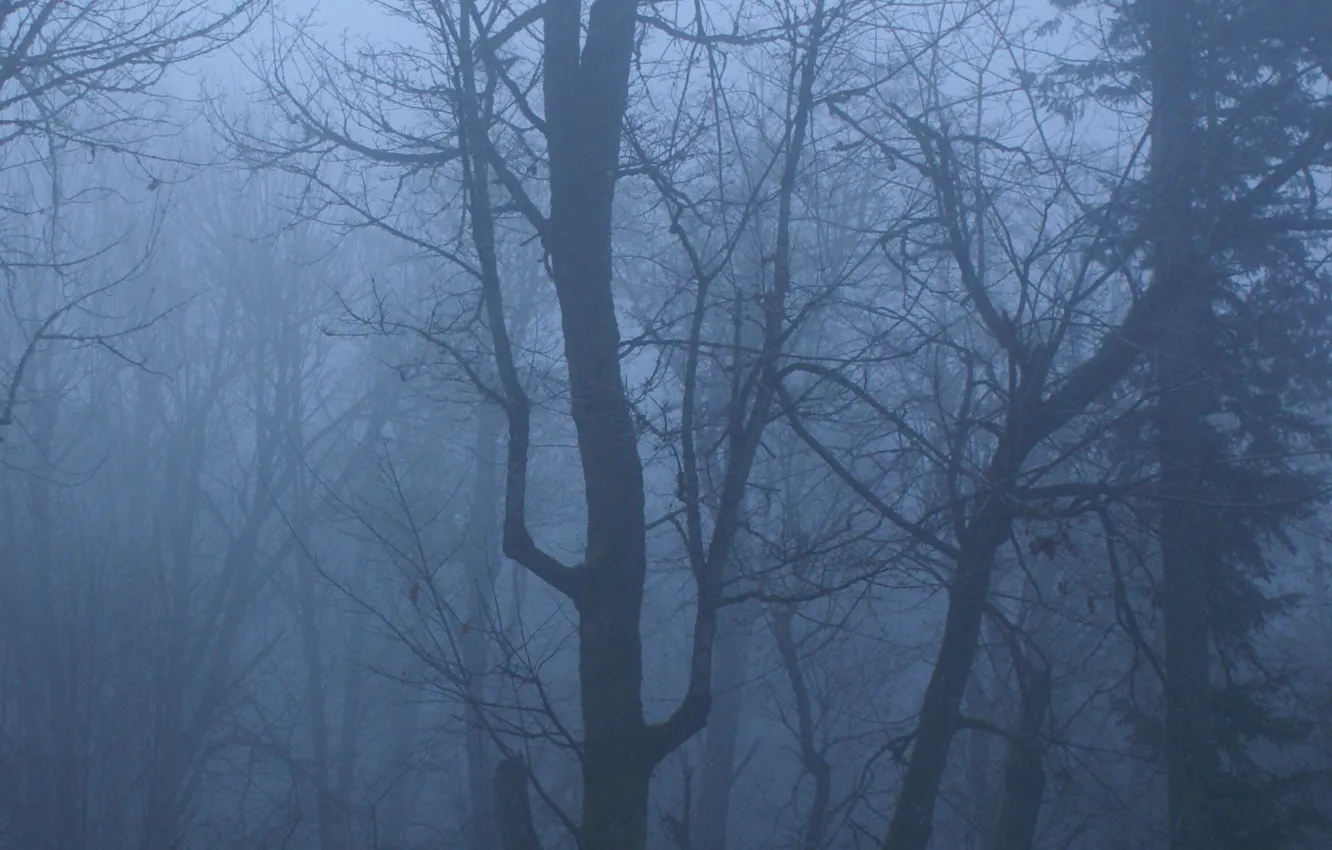Photo wallpaper forest, trees, nature, fog, twilight