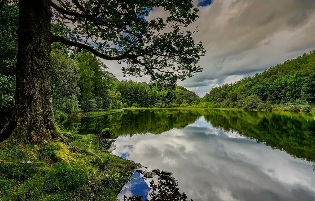 Photo wallpaper forest, the sky, grass, clouds, trees, landscape, nature, river