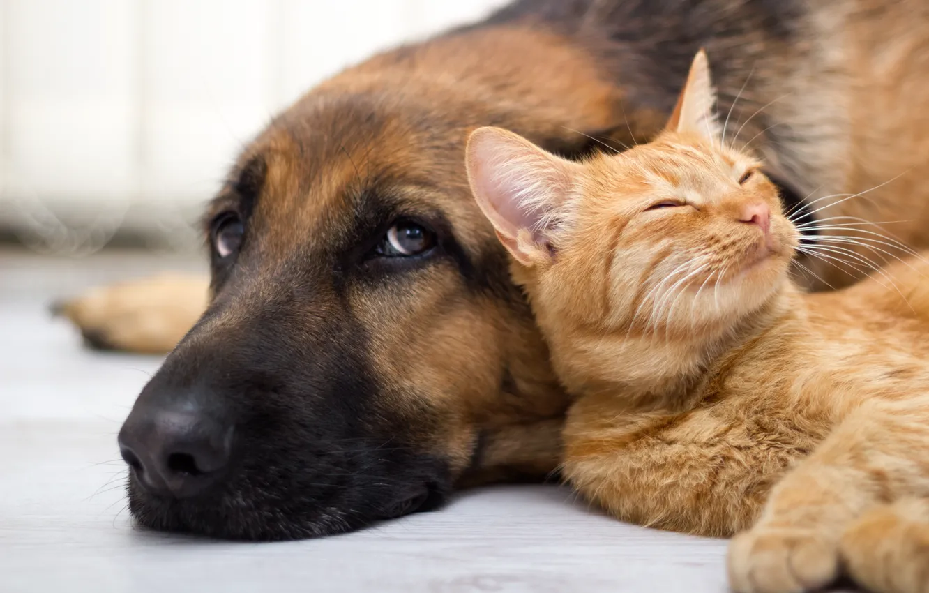 Photo wallpaper cat, look, dog, friendship