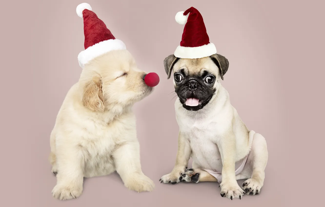 Photo wallpaper new year, dog, Christmas, puppy, Santa, Labrador, Christmas, puppy