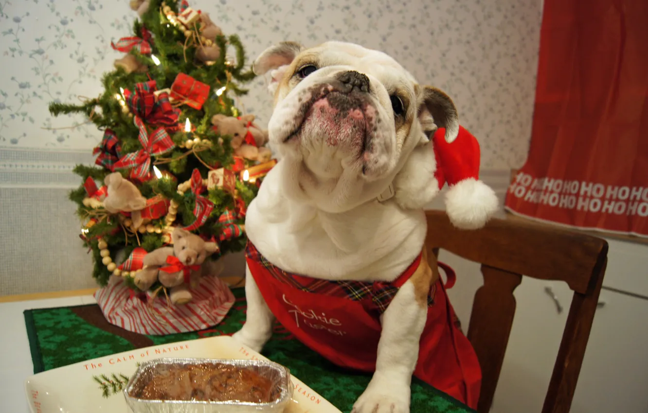 Photo wallpaper look, each, dog