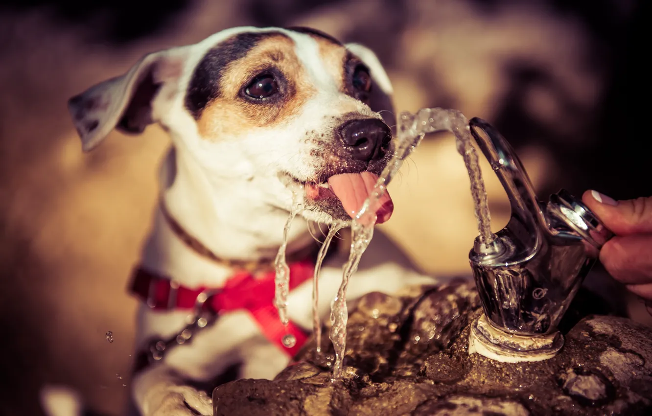 Photo wallpaper language, water, thirst, dog, fountain