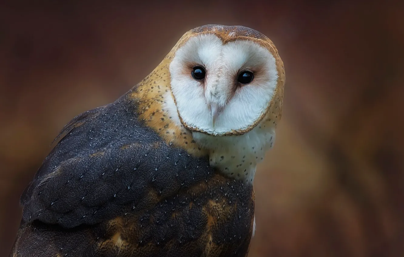 Photo wallpaper look, background, owl, bird, portrait, the barn owl