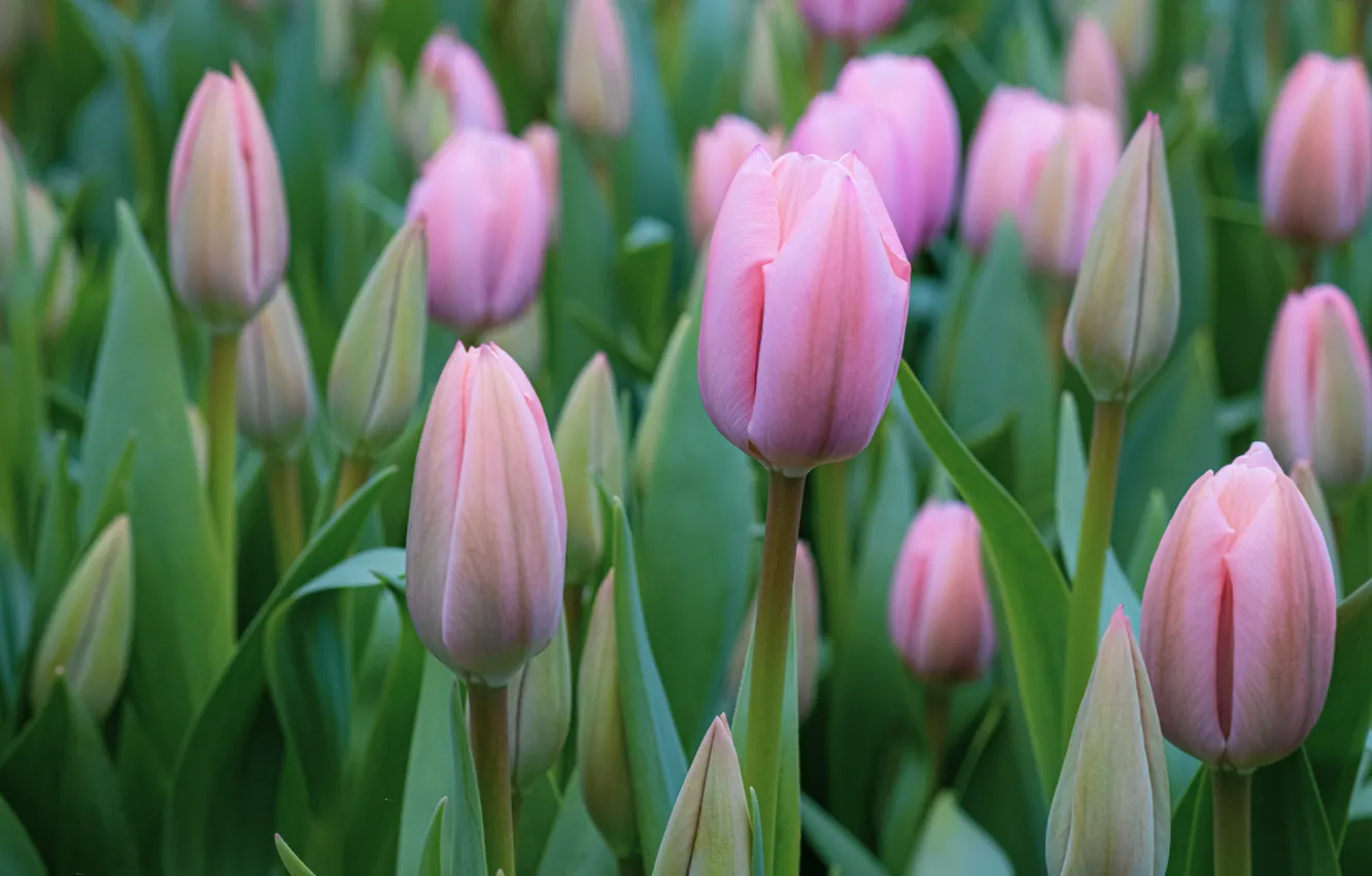 Photo wallpaper spring, tulips, pink