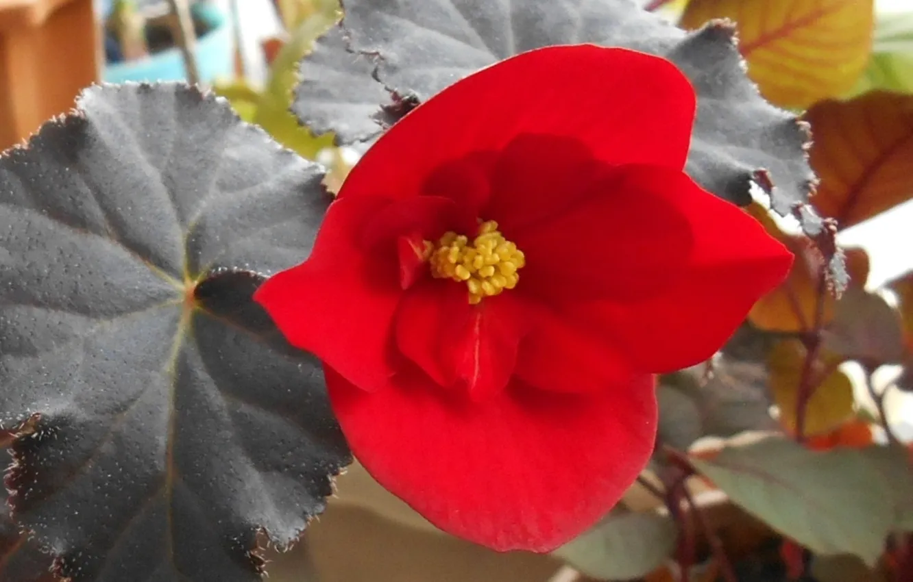 Photo wallpaper flowers, red, room, begonia