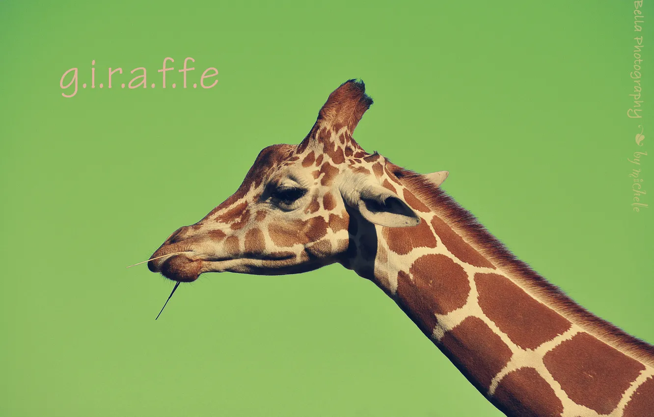 Wallpaper face, background, the inscription, giraffe, neck for mobile