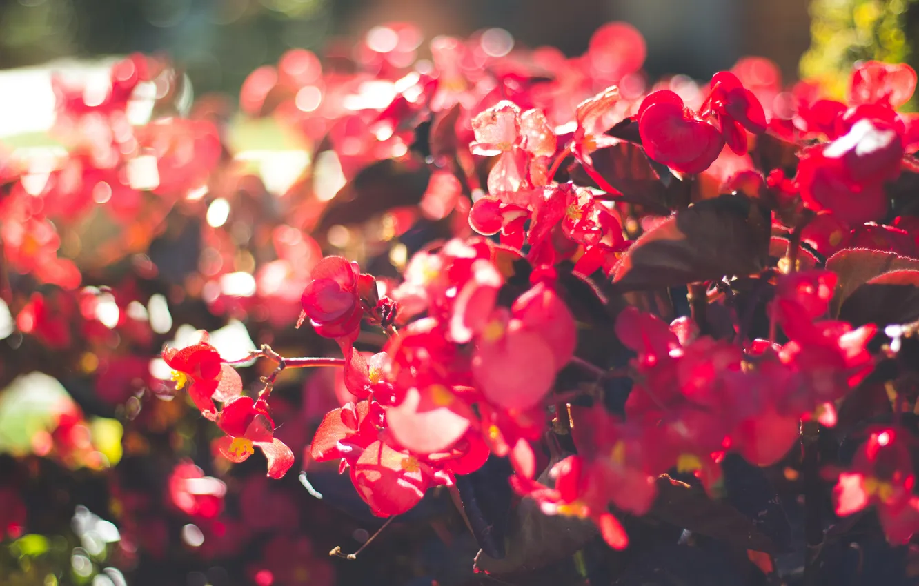 Photo wallpaper flowers, petals, red, pink