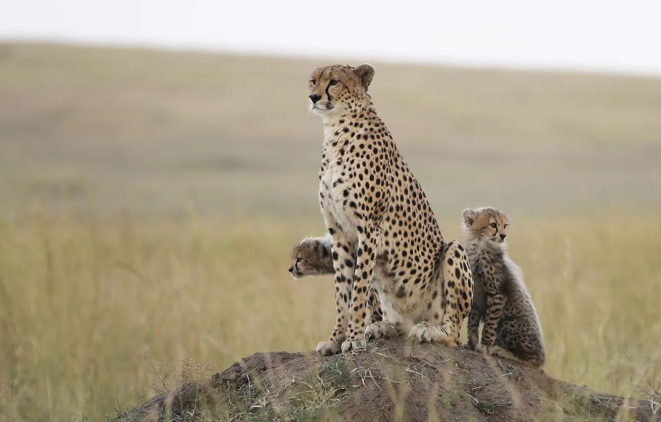 Photo wallpaper cat, grass, hills, family, Cheetah, cub, kitty, trio