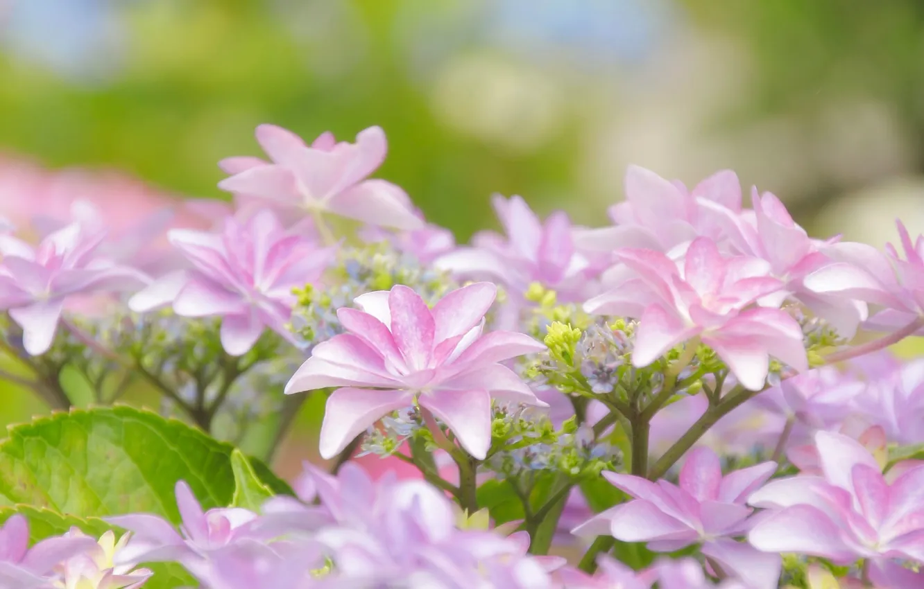 Photo wallpaper macro, hydrangea, inflorescence