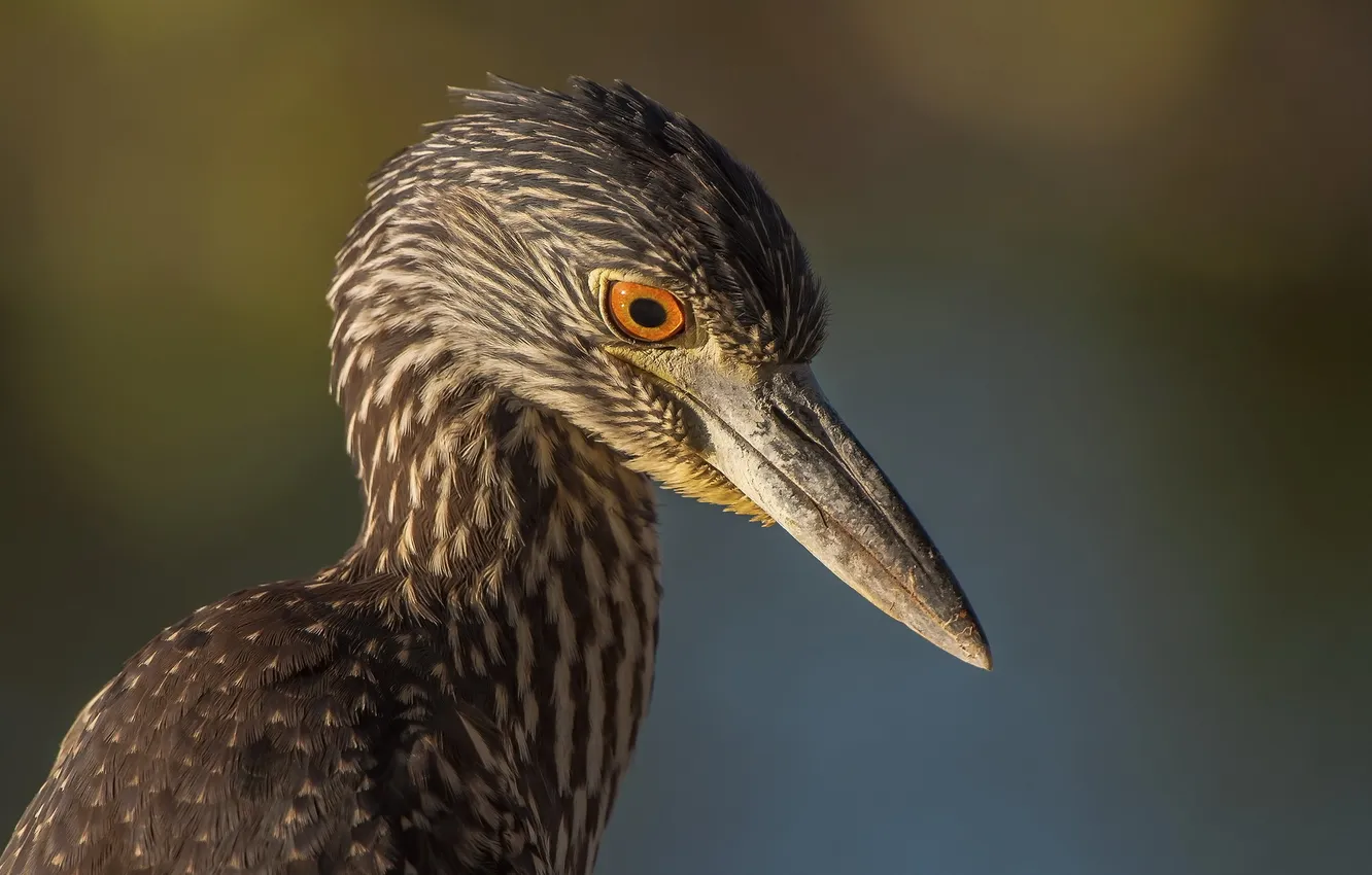 Photo wallpaper nature, background, bird