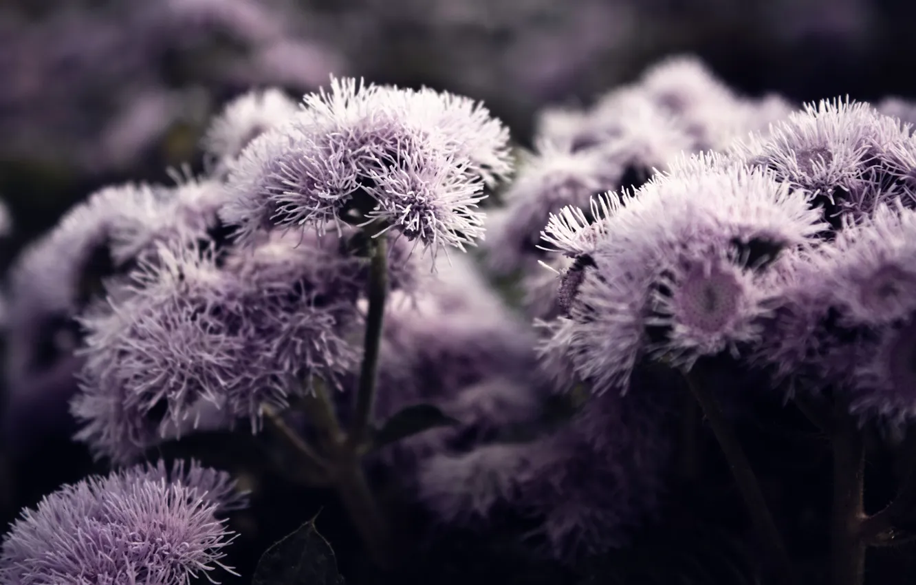 Photo wallpaper macro, flowers, spring, petals