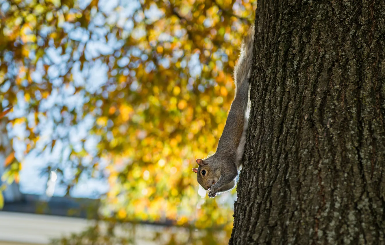 Photo wallpaper trees, grey, pose, protein, bokeh, foliage, trunk, autumn
