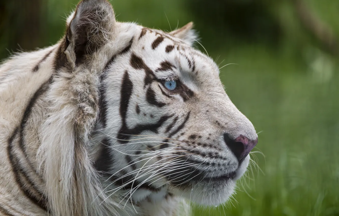 Photo wallpaper cat, look, face, blue eyes, white tiger, ©Tambako The Jaguar
