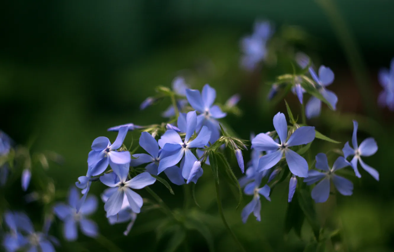 Photo wallpaper flowers, blue, lilac, spring, garden