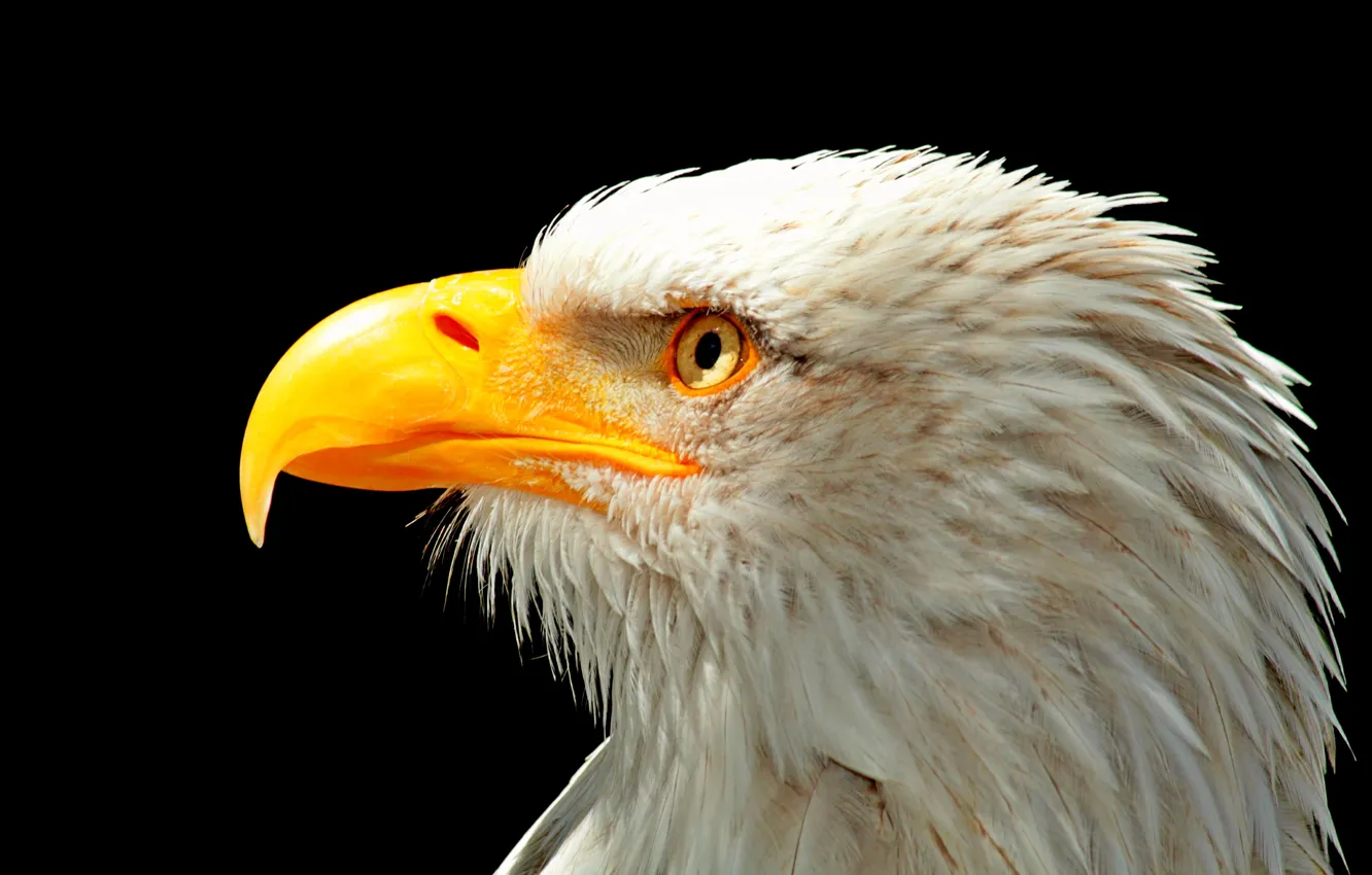 Photo wallpaper bird, eagle, head, beak, USA, USA, Eagle, bird