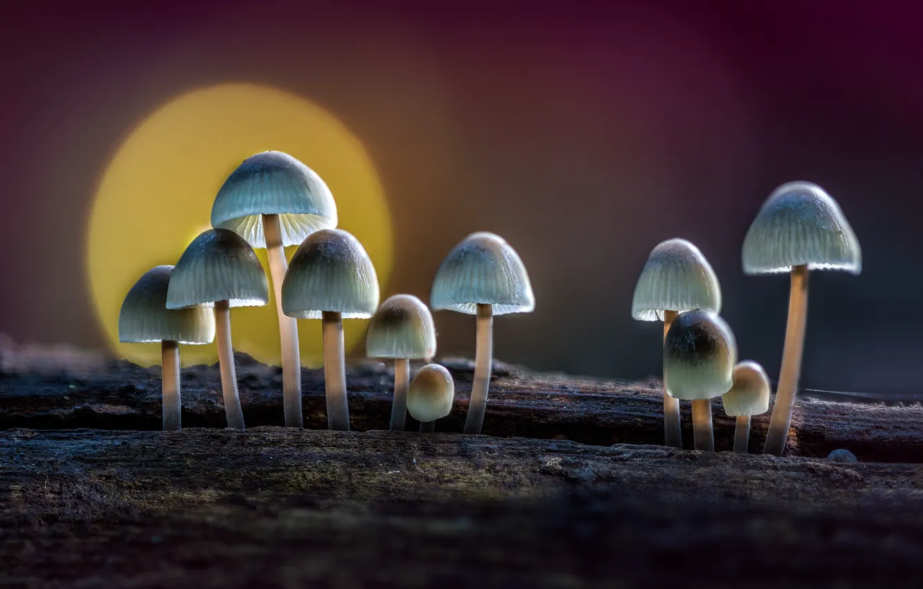 Photo wallpaper the sun, macro, mushrooms, toadstool
