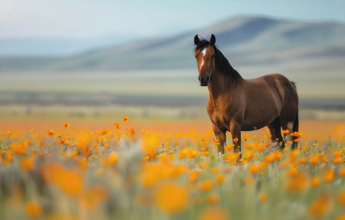 Photo wallpaper field, look, flowers, mountains, yellow, horse, hills, horse