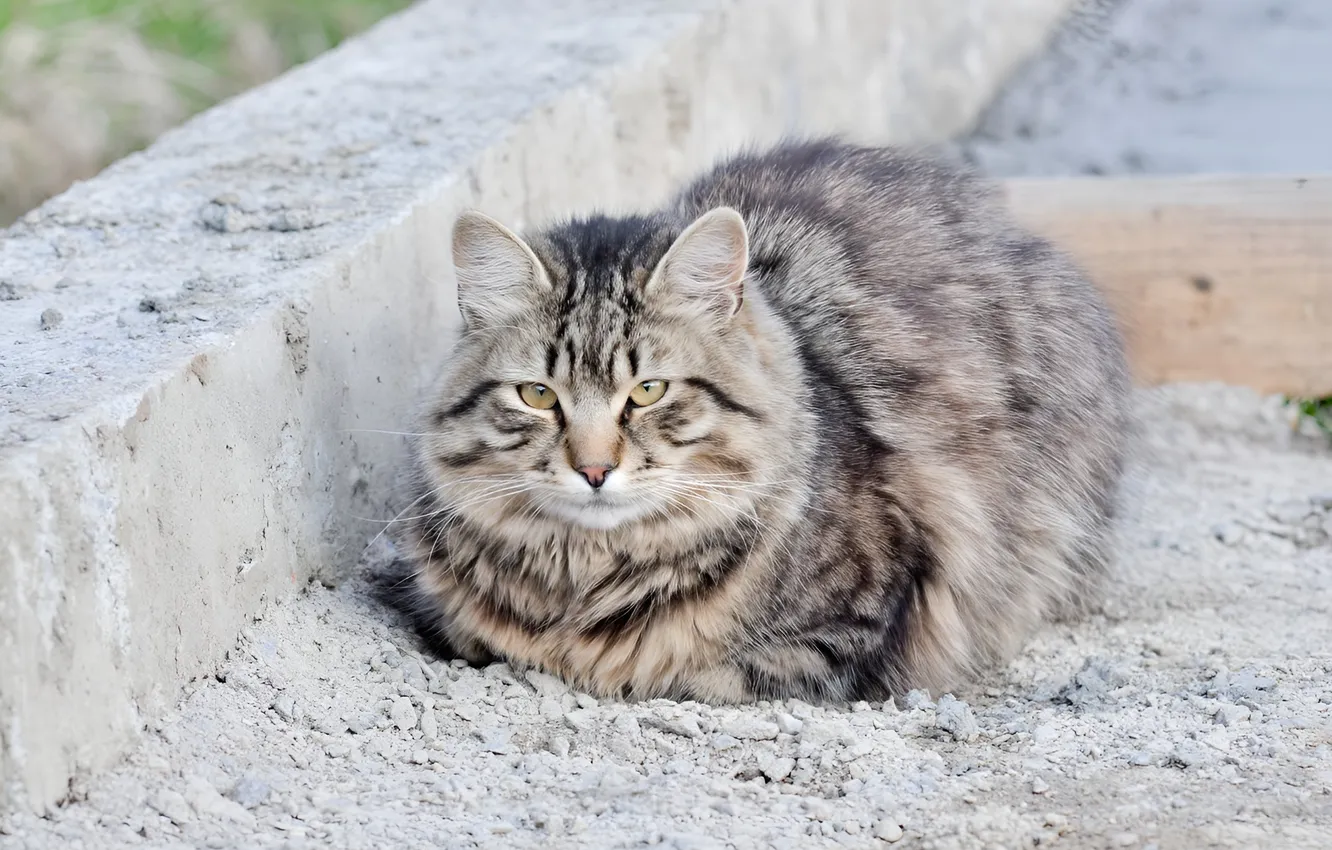 Photo wallpaper cat, wool, looks, fluffed