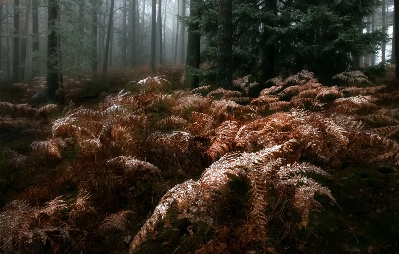 Photo wallpaper autumn, forest, fog, ferns