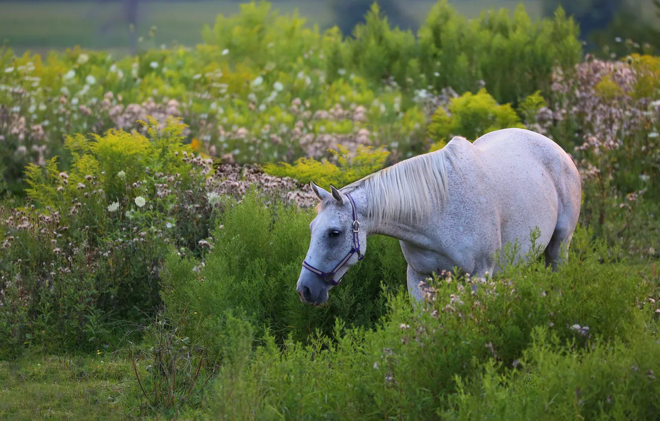 Photo wallpaper greens, white, summer, flowers, nature, horse, vegetation, horse