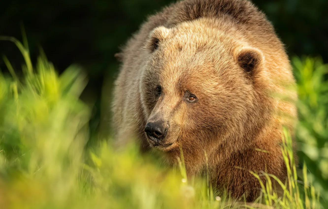 Photo wallpaper grass, look, face, bear, the mosquito, Kodiak