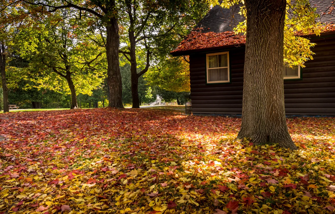 Photo wallpaper road, autumn, forest, leaves, trees, nature, house, Park