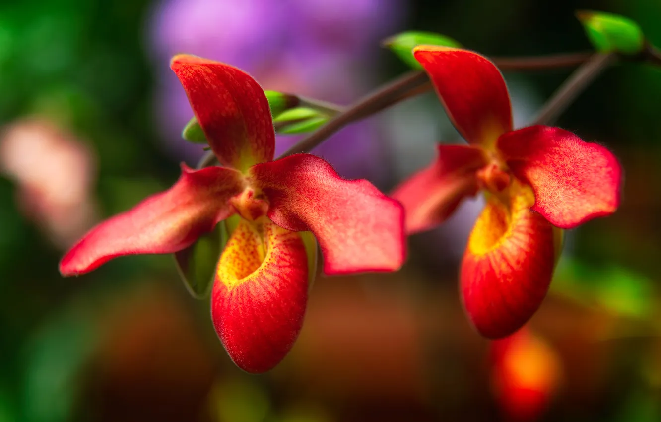 Photo wallpaper flowers, lights, background, Orchid