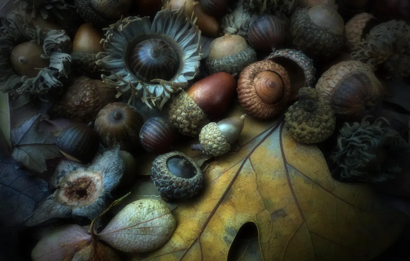 Photo wallpaper autumn, sheet, walnut, the fruit, acorn