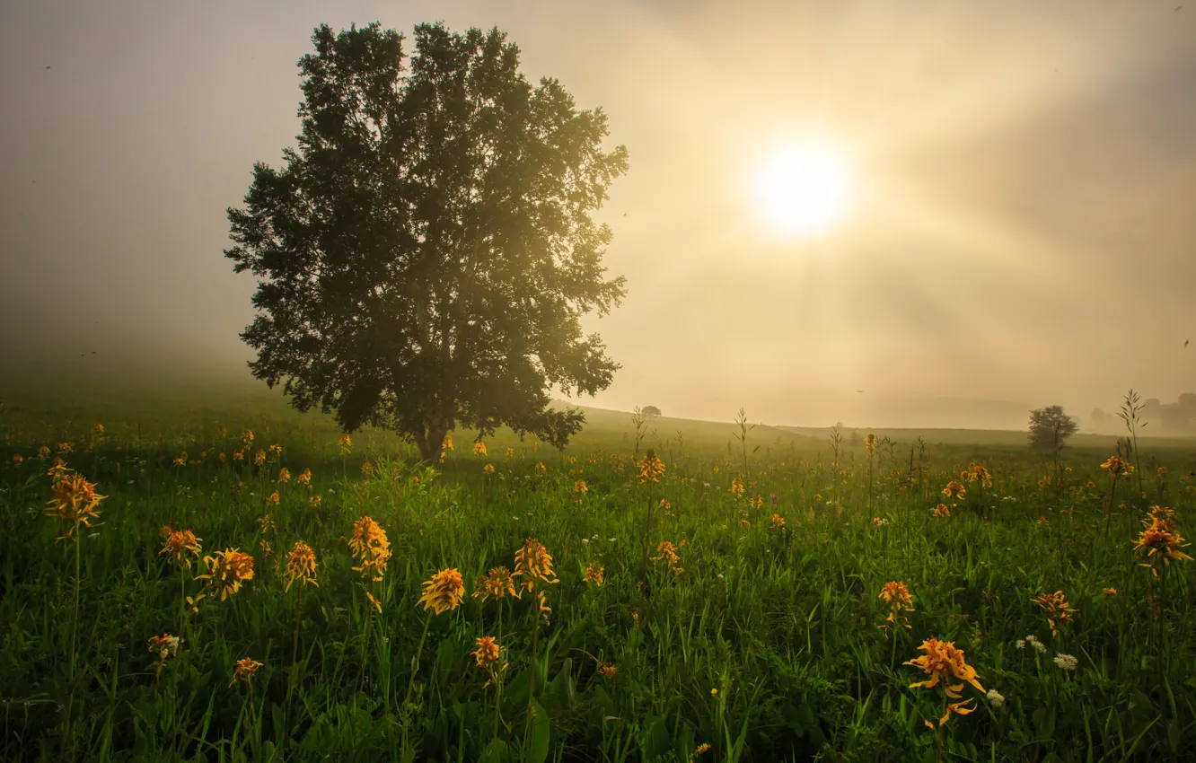 Photo wallpaper field, the sun, trees, flowers, fog, meadow