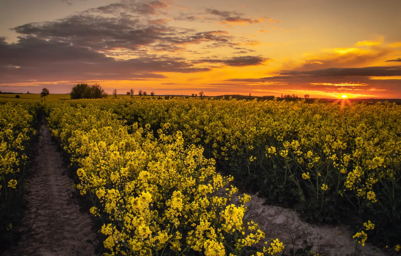 Photo wallpaper field, sunset, rape