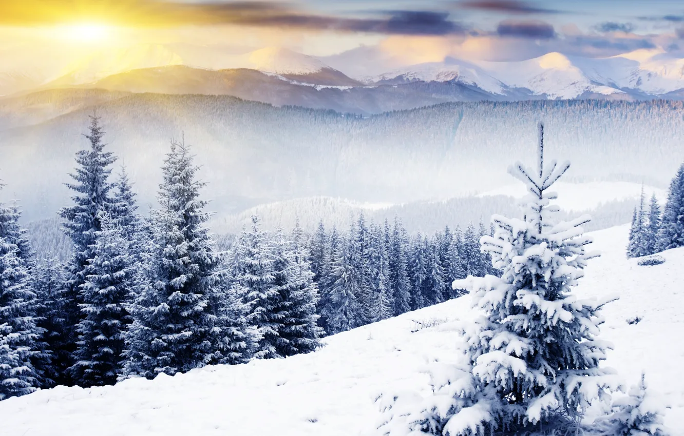 Photo wallpaper winter, snow, mountains, nature, tree, trees, nature, winter
