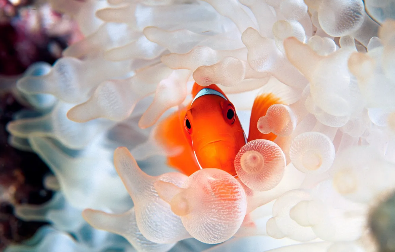 Photo wallpaper sea, fish, beautiful