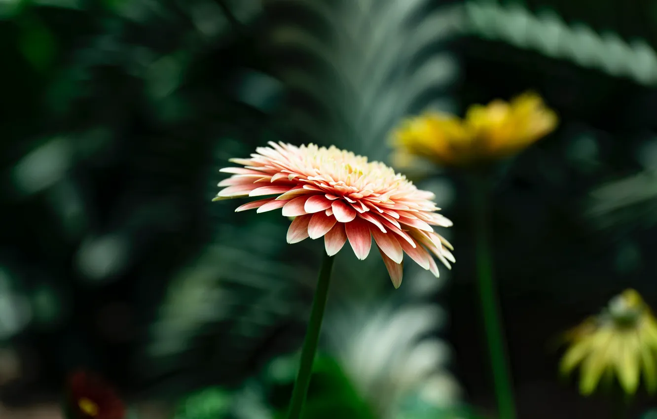 Photo wallpaper leaves, flowers, the dark background, garden, chrysanthemum, bokeh, blurred background